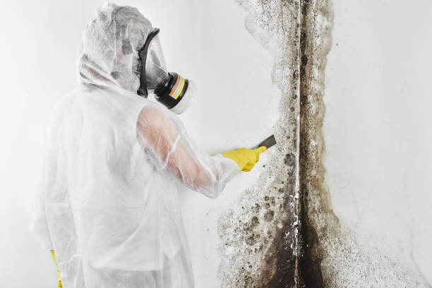 Why You Should Choose Our Mold Remediation Services in Burlington, KY